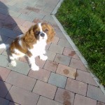 Almi,Cavalier king charles spaniel, 5mcy