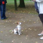 Bunia, jack russell terrier , 6 miesiecy