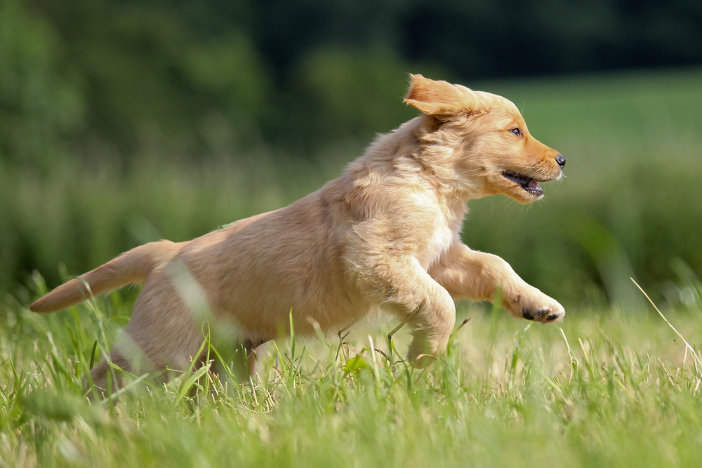 golden retriever_szczeniak